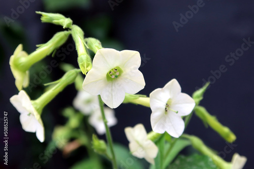 Fototapeta Naklejka Na Ścianę i Meble -  Camellia sinensis white flowers. Tea plant