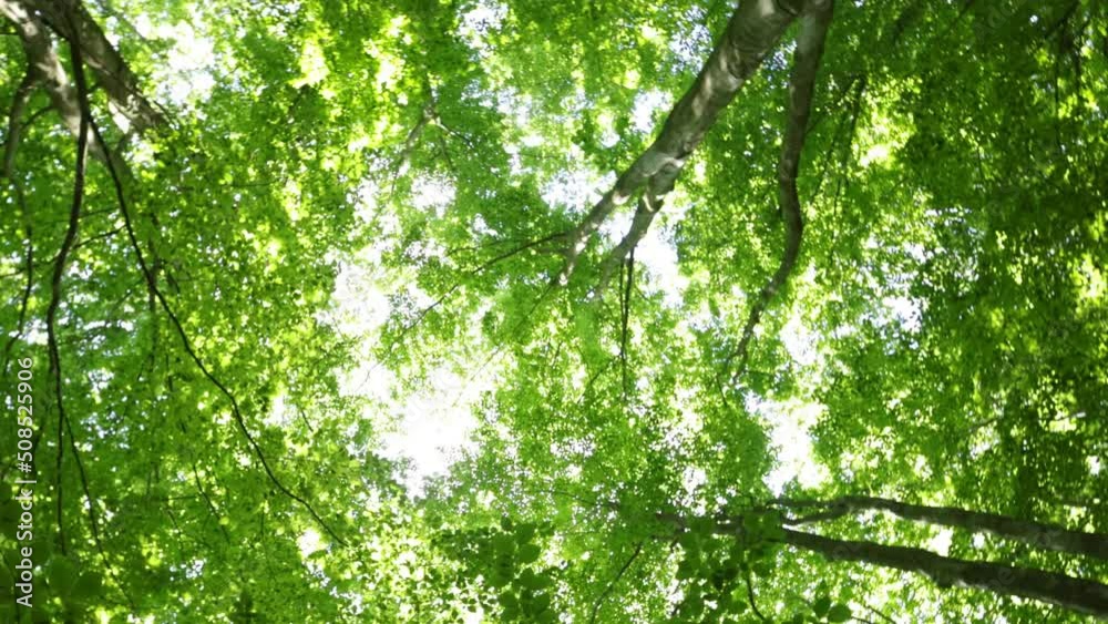 Spring beech trees during sunny day, camera move. Spring beech trees during sunny day, camera move.