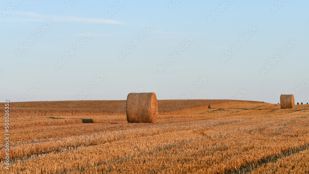 Harvested wheat field with pressed straw bales at sunset. Selective focus.
