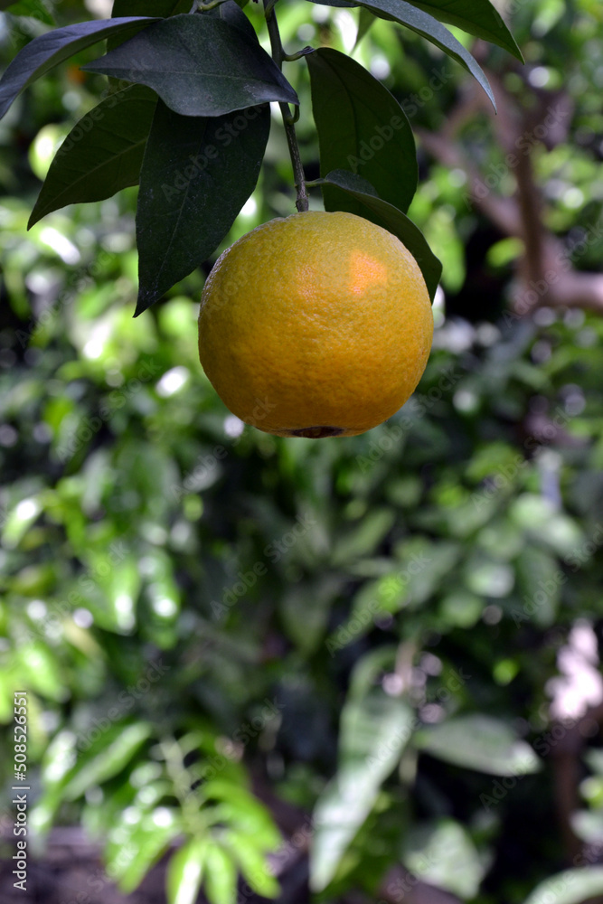 Bitter orange, Seville orange, bigarade orange, or marmalade orange. The citrus tree Citrus aurantium and its fruit. Unripe fruit Bitter orange, Seville orange, bigarade orange, or marmalade orange. The citrus tree Citrus aurantium and its fruit. Unripe fruit