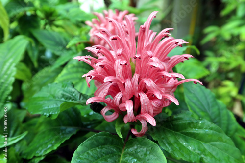 Justicia carnea, the Brazilian plume flower, Brazilian-plume, flamingo flower, or jacobinia. Pink flower photo