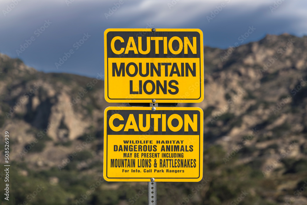 Caution Mountain Lions sign at Chatsworth Park South nature area in Southern California. Caution Mountain Lions sign at Chatsworth Park South nature area in Southern California.