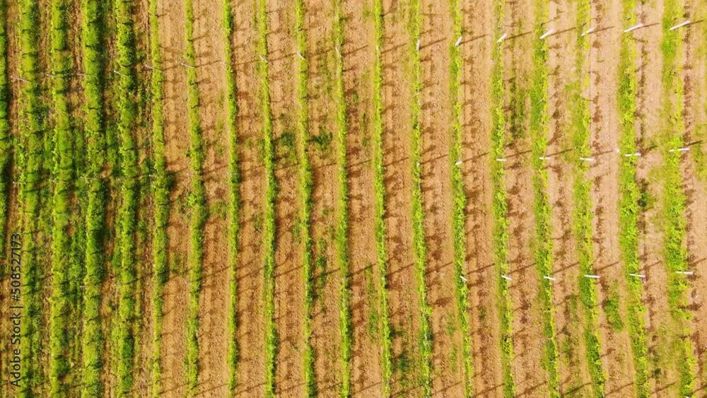 Aerial drone view over vineyards, towards agricultural fields, during sunset Aerial drone view over vineyards, towards agricultural fields, during sunset