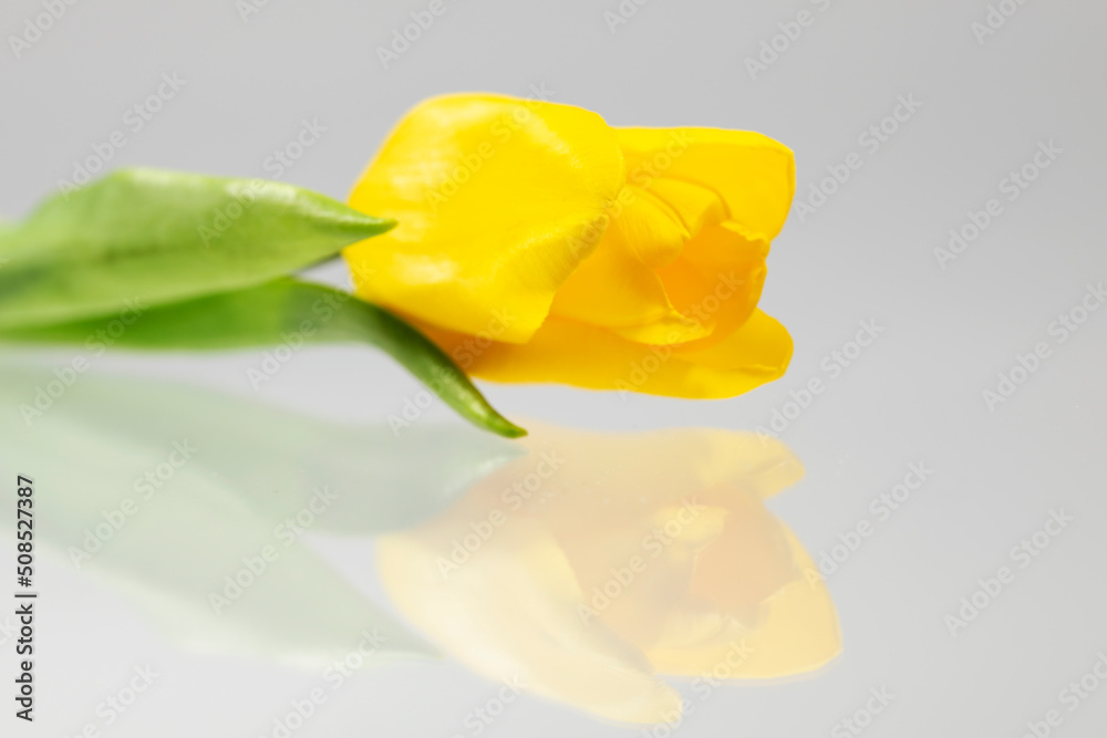beautiful yellow tulip on white background beautiful yellow tulip on white background
