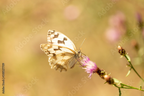 Mariposa posada sobre una flor morada	