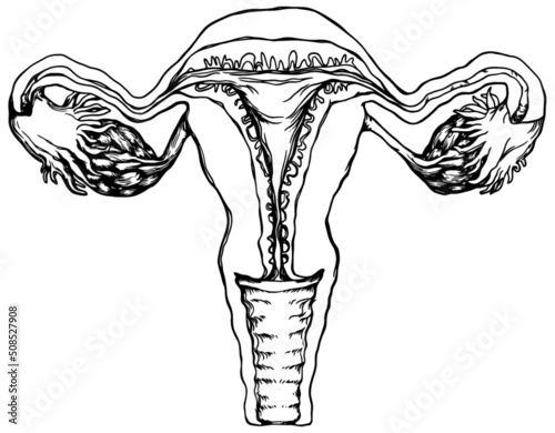 line vector Illustration of the female reproductive system