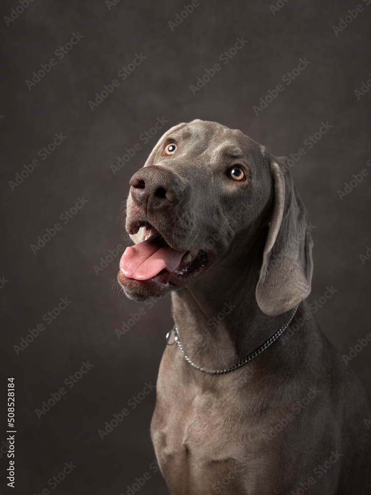 Weimaraner on a brown background. Dog portrait in studio on canvas. Weimaraner on a brown background. Dog portrait in studio on canvas.