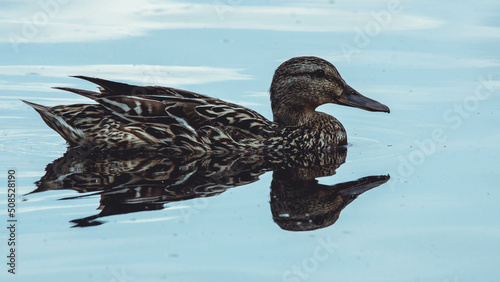 Floating duck © Kornel