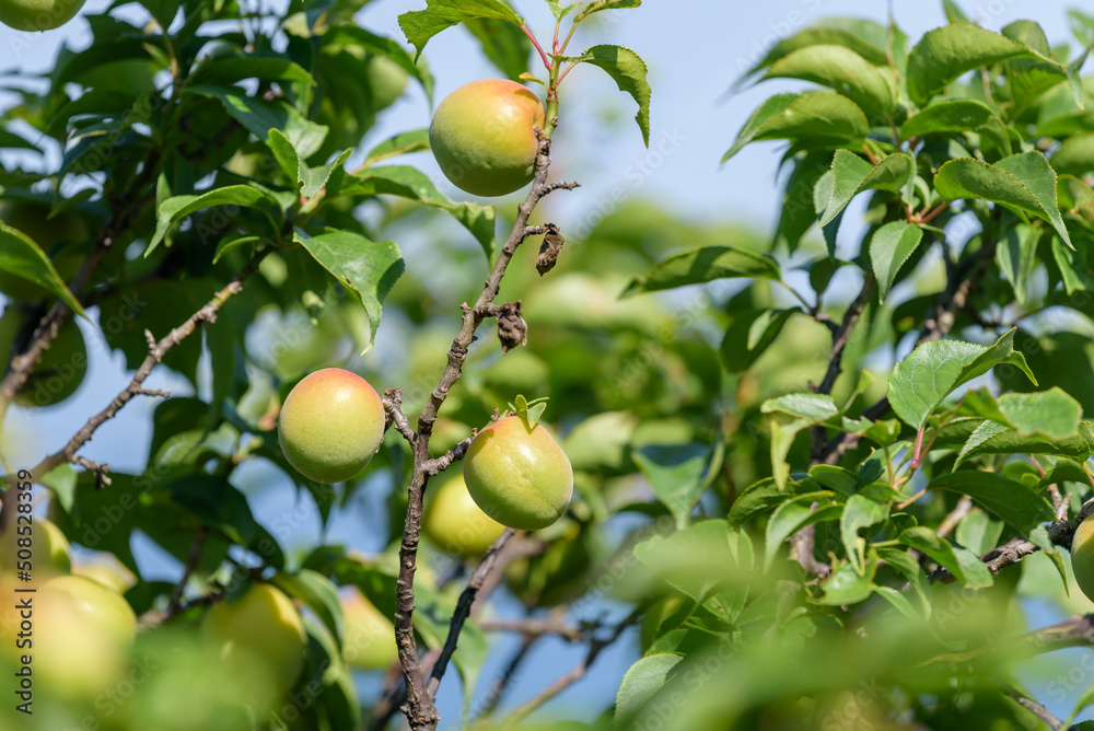 Japanese apricot fruit, Young fruits of Ume, on the tree Japanese apricot fruit, Young fruits of Ume, on the tree