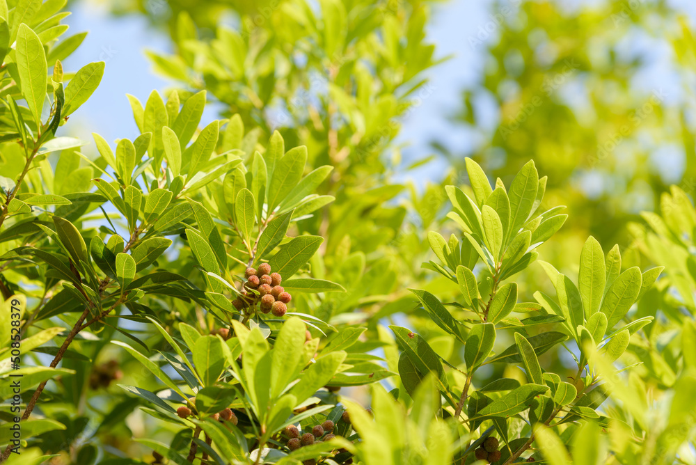 Obraz premium Young fruit of Japanese bayberry, on the tree