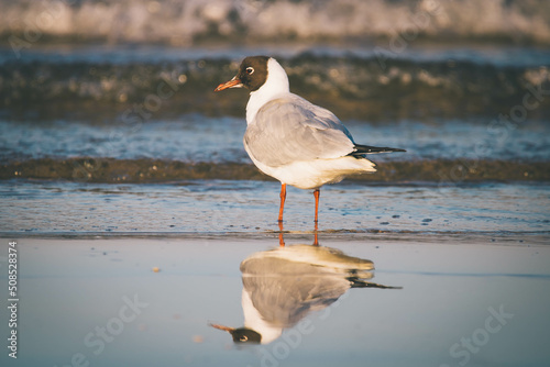 Pensive seagull © Kornel