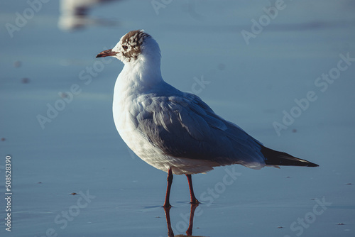 Lonely seagull © Kornel