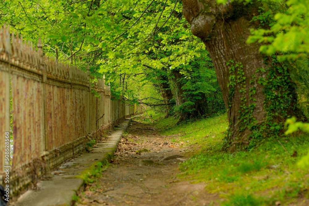 Camino romántico en paisaje de primavera Camino romántico en paisaje de primavera