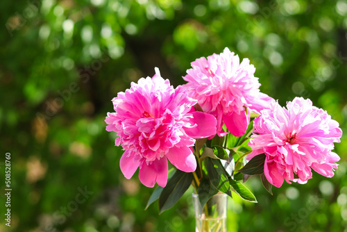 Beautiful bouquet of three peonies against greenery. Flower arrangement. Selective focus