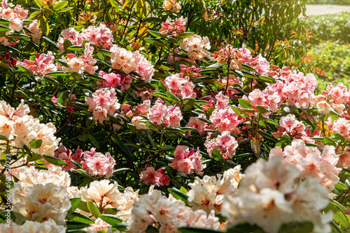 Pink rhododendron flowers in spring park	