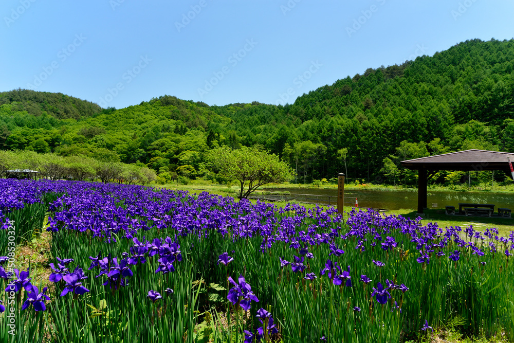 あやめ池 あやめ池