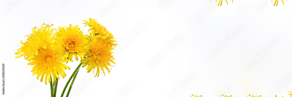 Banner made from Bouquet of yellow bright dandelions. Five flowers on a white background close up. Soft selective focus, copy space. Spring photo. Banner made from Bouquet of yellow bright dandelions. Five flowers on a white background close up. Soft selective focus, copy space. Spring photo.