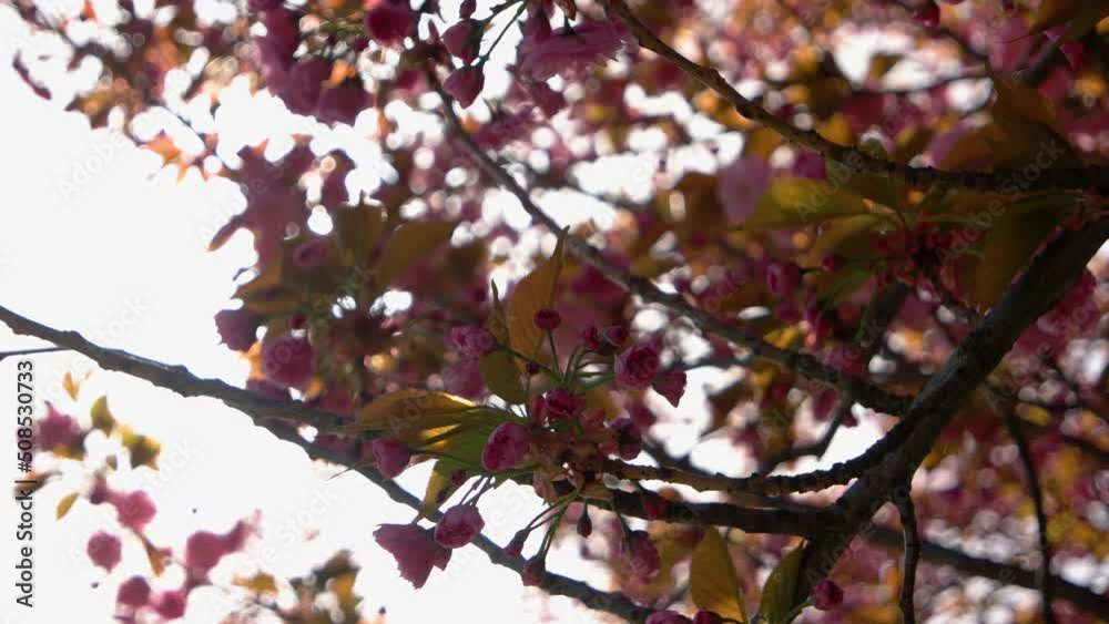 Sun shining through cherry blossom in spring park. Blossoming branch with pink sakura flowers. Sun shining through cherry blossom in spring park. Blossoming branch with pink sakura flowers.
