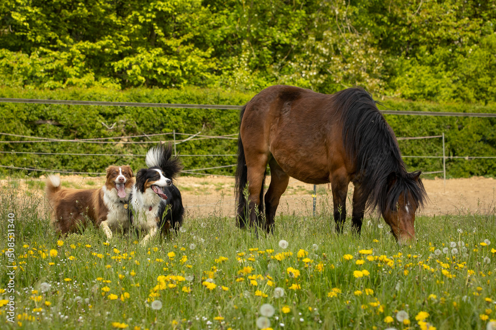 Hunde spielen mit Ponies