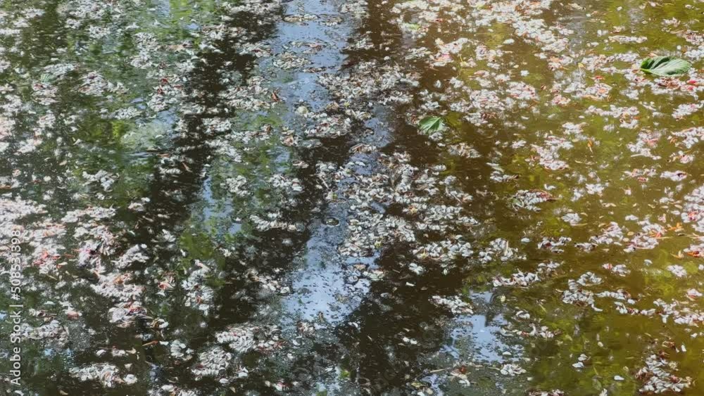 poplar fluff on the surface of the water in the pond of the park, the reflection of trees on the water poplar fluff on the surface of the water in the pond of the park, the reflection of trees on the water