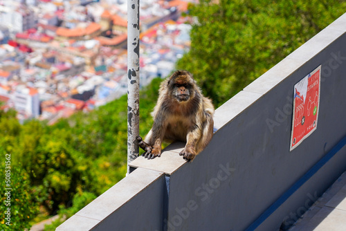Barbary macaque sitting on a wall at the top of the Rock of Gibraltar in the South of Spain