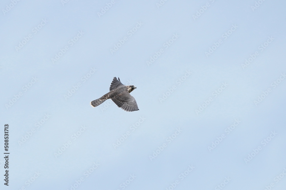 peregrine falcon in flight peregrine falcon in flight