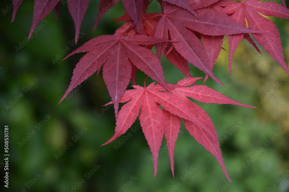 red maple leaves red maple leaves