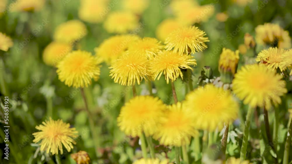 Yellow dandelions on sunny meadow. Nature. Sunny summer concept. Yellow dandelions on sunny meadow. Nature. Sunny summer concept.