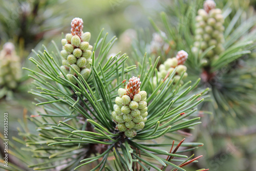 Fresh young Pine buds on branches close-up. Blossom pine buds used of healthy drugs in alternative medicine.