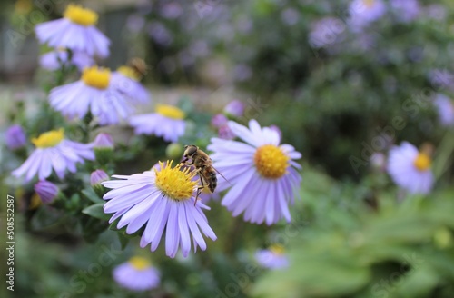 young bee on a lilac flower