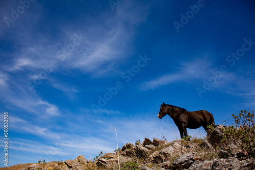 Caballo negro parado sobre la colina con un cielo azul de fondo