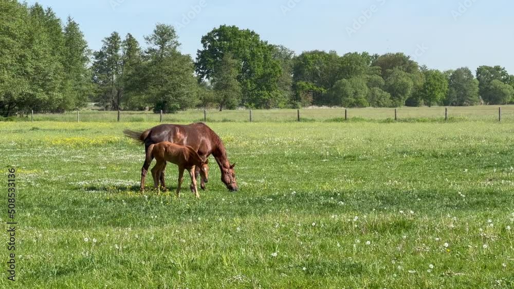 Young foal feeds together with the mare in a spacious green paddock during spring. Animal in action
Young foal feeds together with the mare in a spacious green paddock during spring. Animal in action