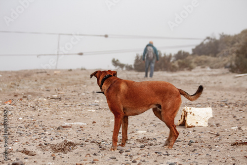 Perro marron observando a su dueño caminando por la playa con una campera verde