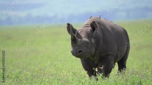 Among the black rhinos found inside Ngorongoro Crater photo