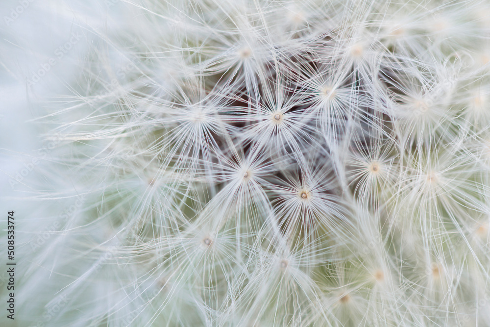 Macro Dandylion Macro Dandylion