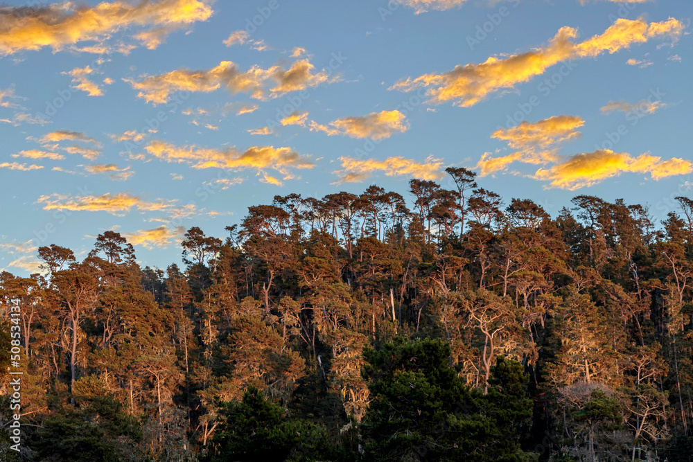 Monterey  Pines, Sunset