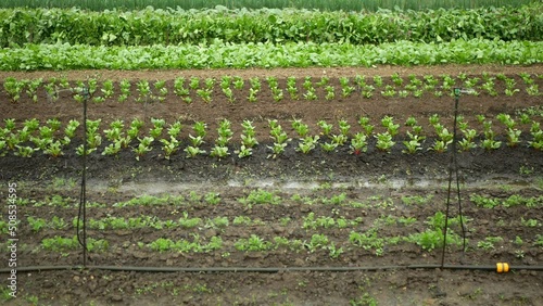 Beetroot red sprinkler fields irrigation robot automatic watering water pipe planting cultivated, spray farm farming Beta vulgaris bio farmer farming vegetable farm garden leaf plant bio plantation photo