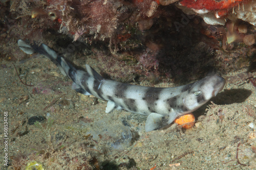 giovane esemplare di squalo gattuccio, Scyliorhinus canicula,  photo