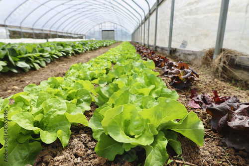 Valokuva Rows of lettuce in farm greenhouse