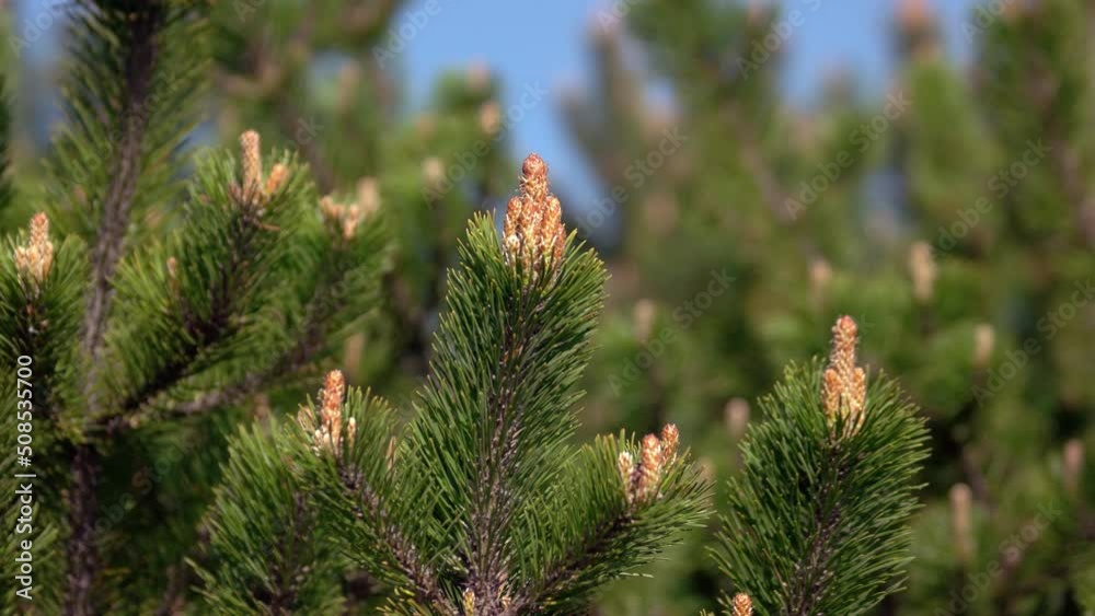 Close up of green coniferous spruce branches with blue sky in the background. Fir tree texture.