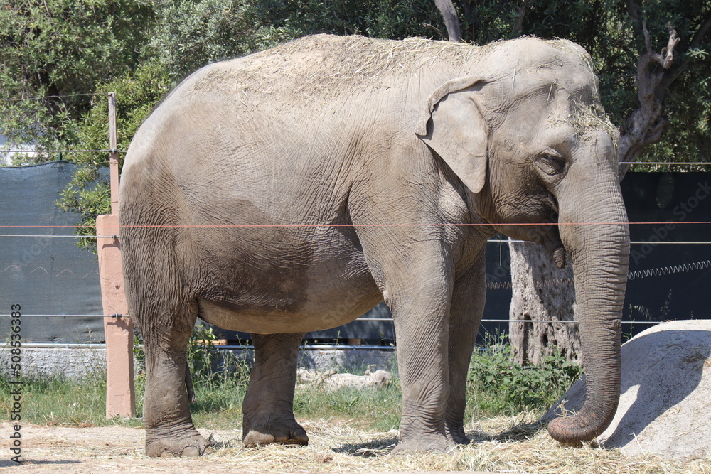 Fototapeta premium African Elephant (Scientific Name: Loxodonta)