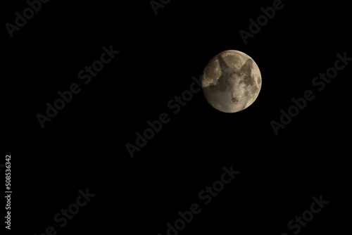 Wolf head silhouette on full moon