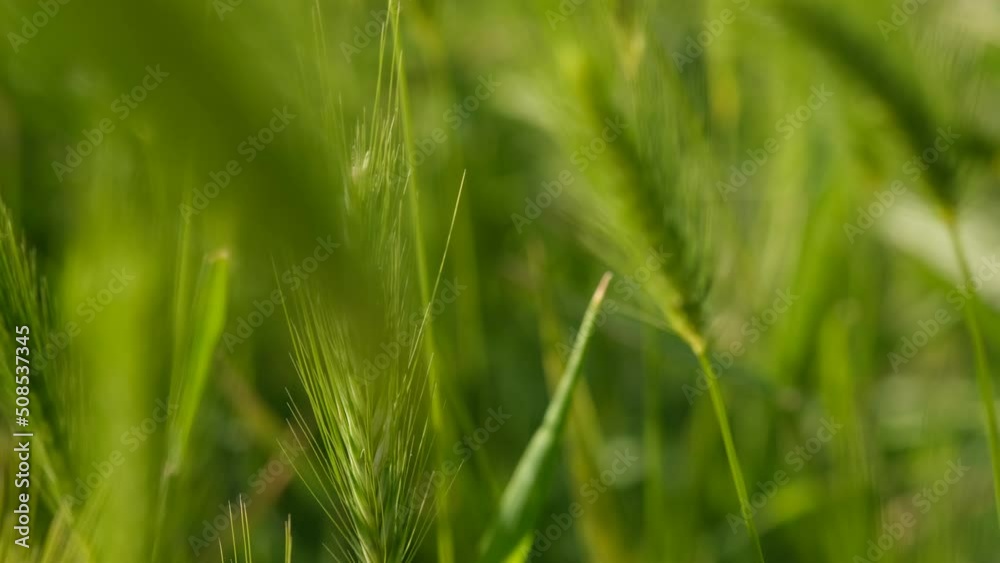 Bright green color of rye meadow moving on the wind, macro close-up, selective focus. Young wheat, a field of decorative spike ears. Bright green color of rye meadow moving on the wind, macro close-up, selective focus. Young wheat, a field of decorative spike ears.