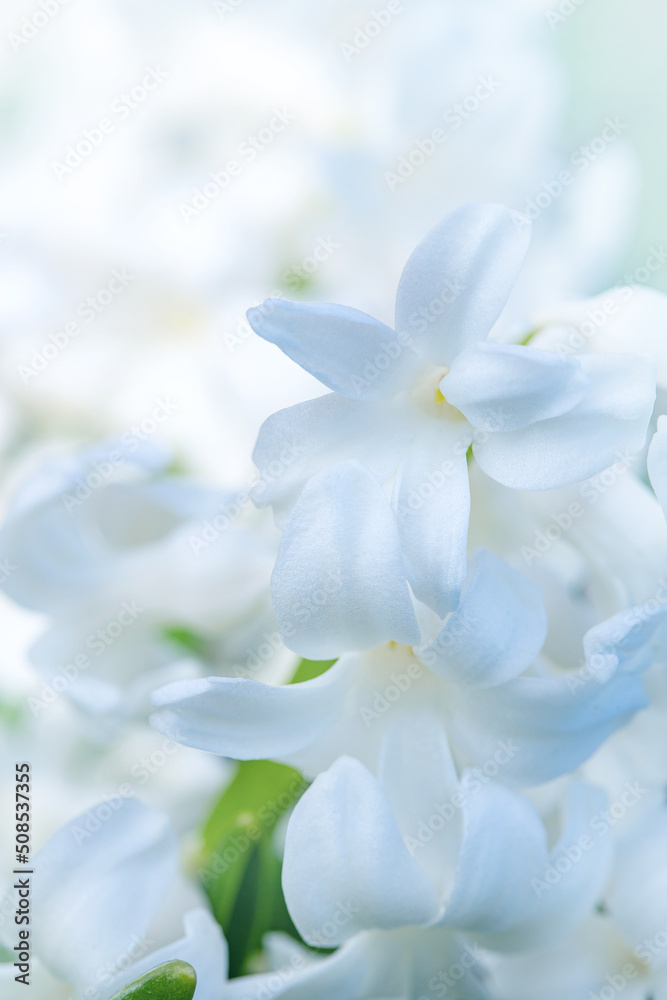 floral floral background with leaves and buds, natural texture floral floral background with leaves and buds, natural texture