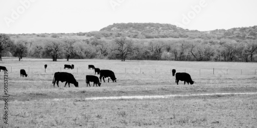 Black angus beef cattle grazing in Texas landscape with hills in background.