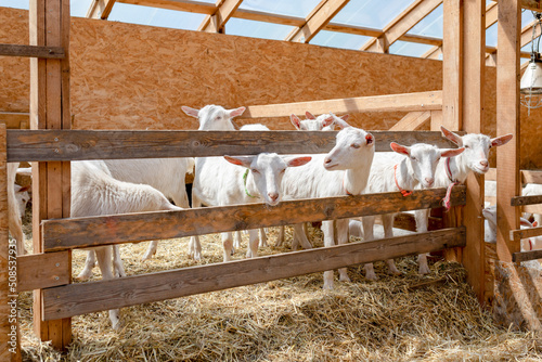 White goats stick their heads through bars of stable. Breeding of farm animals. Production of milk, handmade cheeses © LariBat
