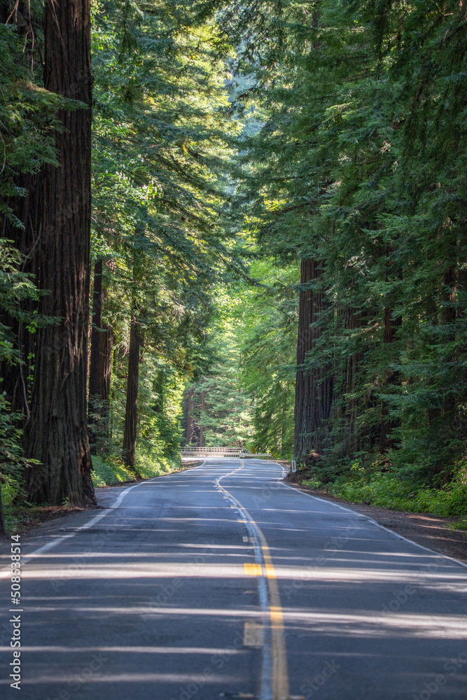 Fototapeta premium Avenue of the Giants, Humboldt State Park, California