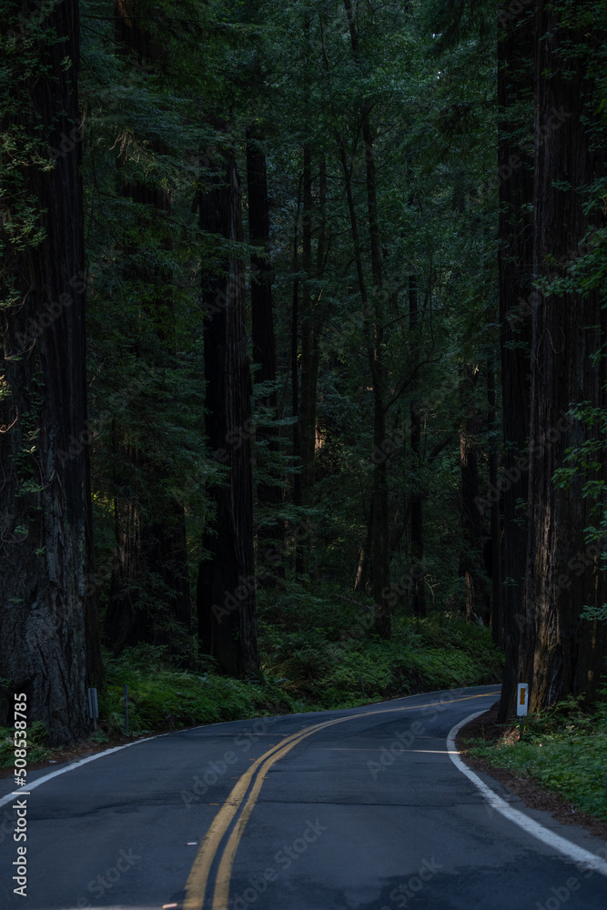 Fototapeta premium Avenue of the Giants, Humboldt State Park, California