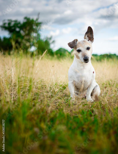 Foto Jack Russell