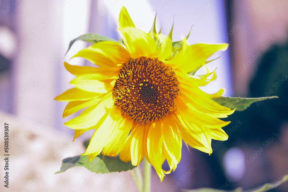 Naklejka premium Closeup of a beautiful Sunflower in a garden. Currently vibrating at 432 Hz frequency of the Universe.